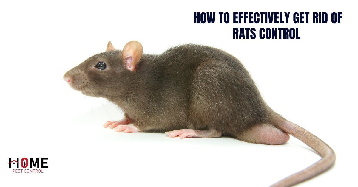 How to Effectively Get Rid of rats control Melbourne