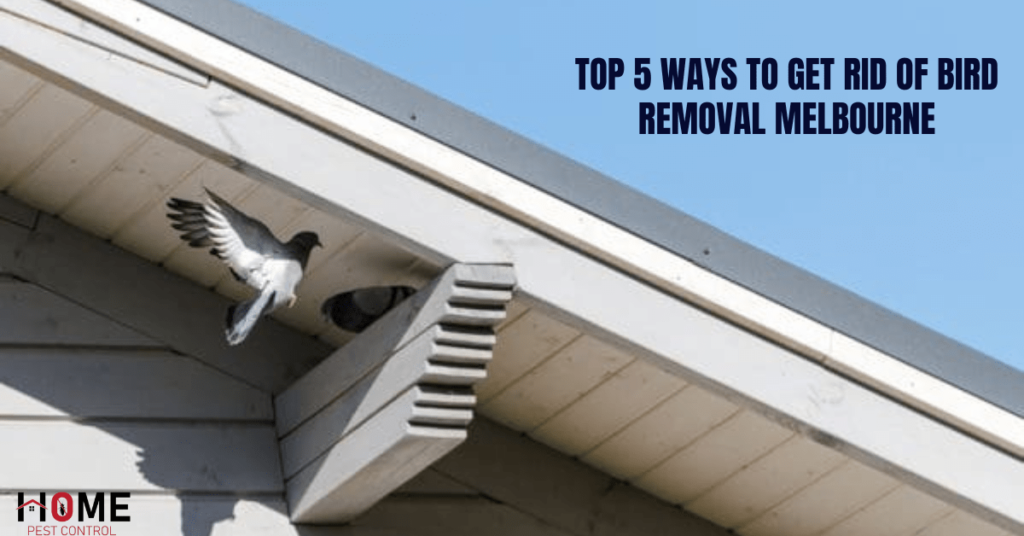 5 ways to get rid of bird removal Melbourne