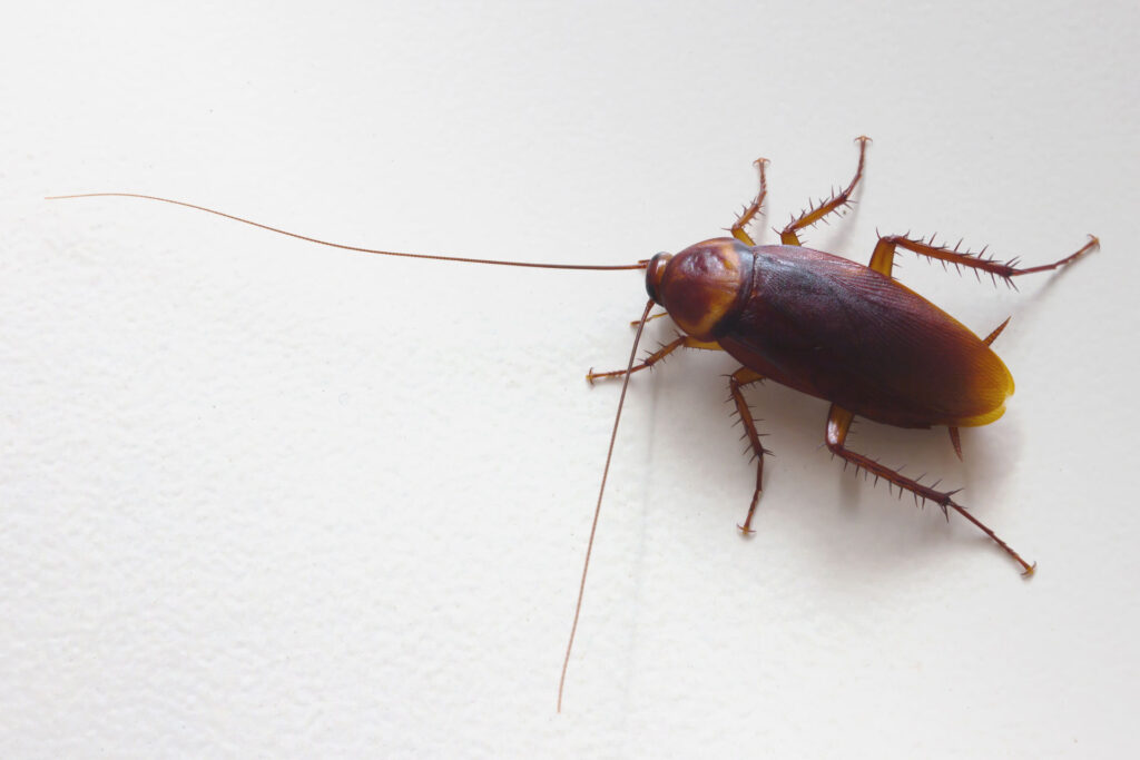 Cockroach exterminator Melbourne