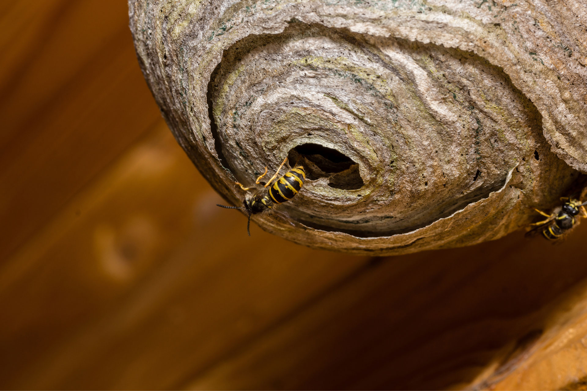 Wasp removal Melbourne