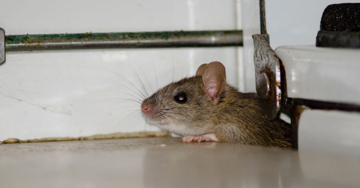How to get rid of rats in walls?