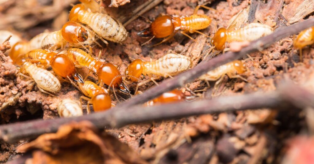 termite solutions in melbourne